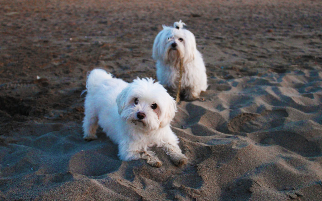 Buddy y Marlon en la playa