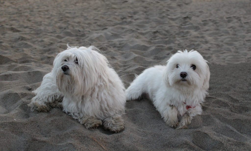 Buddy y Marlon en la arena